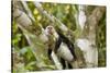 White-Faced Capuchin , Costa Rica-null-Stretched Canvas