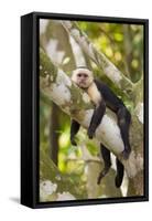 White-Faced Capuchin , Costa Rica-null-Framed Stretched Canvas