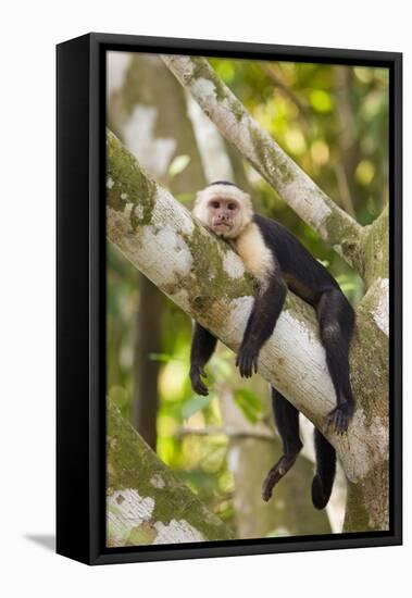 White-Faced Capuchin , Costa Rica-null-Framed Stretched Canvas