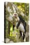 White-Faced Capuchin , Costa Rica-null-Stretched Canvas
