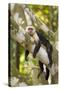 White-Faced Capuchin , Costa Rica-null-Stretched Canvas