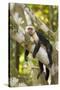 White-Faced Capuchin , Costa Rica-null-Stretched Canvas