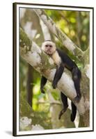 White-Faced Capuchin , Costa Rica-null-Framed Premium Photographic Print