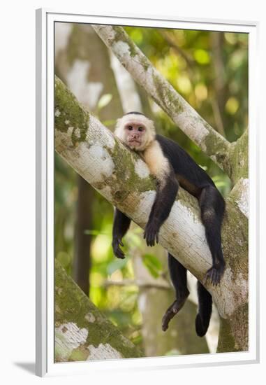 White-Faced Capuchin , Costa Rica-null-Framed Premium Photographic Print