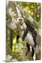White-Faced Capuchin , Costa Rica-null-Mounted Premium Photographic Print