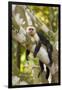 White-Faced Capuchin , Costa Rica-null-Framed Premium Photographic Print