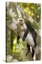 White-Faced Capuchin , Costa Rica-null-Stretched Canvas