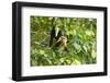 White-Faced Capuchin , Costa Rica-null-Framed Photographic Print