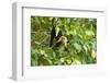 White-Faced Capuchin , Costa Rica-null-Framed Photographic Print