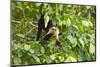 White-Faced Capuchin , Costa Rica-null-Mounted Photographic Print