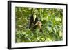 White-Faced Capuchin , Costa Rica-null-Framed Photographic Print