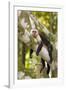 White-Faced Capuchin , Costa Rica-null-Framed Photographic Print