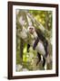 White-Faced Capuchin , Costa Rica-null-Framed Photographic Print