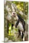 White-Faced Capuchin , Costa Rica-null-Mounted Photographic Print