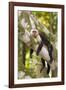 White-Faced Capuchin , Costa Rica-null-Framed Photographic Print