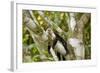 White-Faced Capuchin , Costa Rica-null-Framed Photographic Print