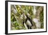 White-Faced Capuchin , Costa Rica-null-Framed Photographic Print