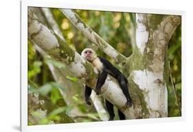 White-Faced Capuchin , Costa Rica-null-Framed Photographic Print