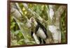 White-Faced Capuchin , Costa Rica-null-Framed Photographic Print