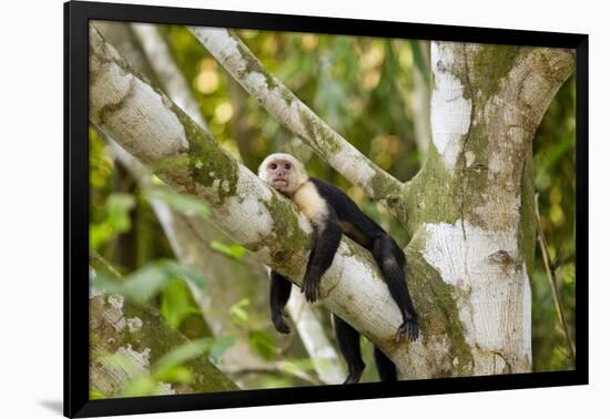 White-Faced Capuchin , Costa Rica-null-Framed Photographic Print