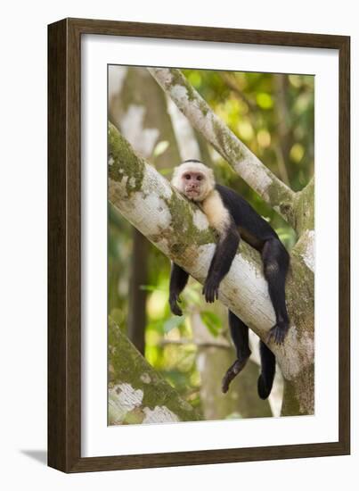 White-Faced Capuchin , Costa Rica-null-Framed Photographic Print