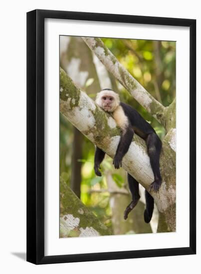 White-Faced Capuchin , Costa Rica-null-Framed Photographic Print