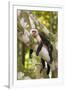 White-Faced Capuchin , Costa Rica-null-Framed Photographic Print