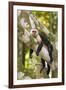 White-Faced Capuchin , Costa Rica-null-Framed Photographic Print