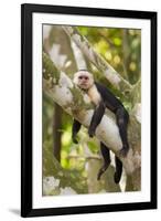 White-Faced Capuchin , Costa Rica-null-Framed Photographic Print