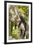 White-Faced Capuchin , Costa Rica-null-Framed Photographic Print