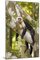 White-Faced Capuchin , Costa Rica-null-Mounted Photographic Print