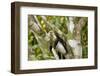 White-Faced Capuchin , Costa Rica-null-Framed Photographic Print