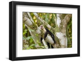 White-Faced Capuchin , Costa Rica-null-Framed Photographic Print