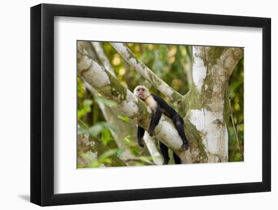 White-Faced Capuchin , Costa Rica-null-Framed Photographic Print