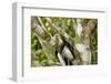 White-Faced Capuchin , Costa Rica-null-Framed Photographic Print