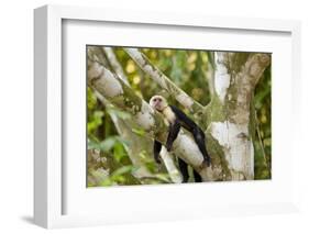 White-Faced Capuchin , Costa Rica-null-Framed Photographic Print