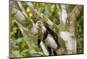 White-Faced Capuchin , Costa Rica-null-Mounted Photographic Print