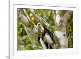 White-Faced Capuchin , Costa Rica-null-Framed Photographic Print