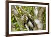 White-Faced Capuchin , Costa Rica-null-Framed Photographic Print