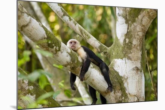 White-Faced Capuchin , Costa Rica-null-Mounted Photographic Print