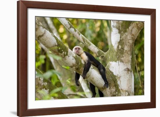 White-Faced Capuchin , Costa Rica-null-Framed Photographic Print