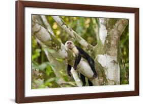 White-Faced Capuchin , Costa Rica-null-Framed Photographic Print