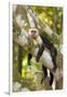 White-Faced Capuchin , Costa Rica-null-Framed Photographic Print