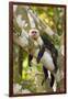 White-Faced Capuchin , Costa Rica-null-Framed Photographic Print