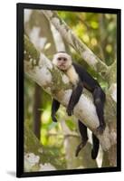 White-Faced Capuchin , Costa Rica-null-Framed Photographic Print