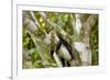 White-Faced Capuchin , Costa Rica-null-Framed Photographic Print