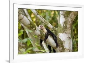 White-Faced Capuchin , Costa Rica-null-Framed Photographic Print