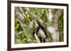 White-Faced Capuchin , Costa Rica-null-Framed Photographic Print