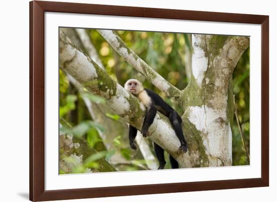 White-Faced Capuchin , Costa Rica-null-Framed Photographic Print