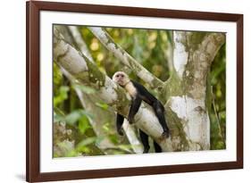 White-Faced Capuchin , Costa Rica-null-Framed Photographic Print